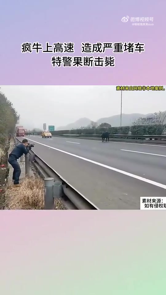 疯牛上高速，造成严重堵车，特警果断击毙！