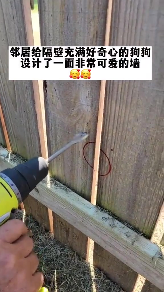 有爱心的邻居为邻居家那充满探索欲的狗狗打造了一面超萌的墙