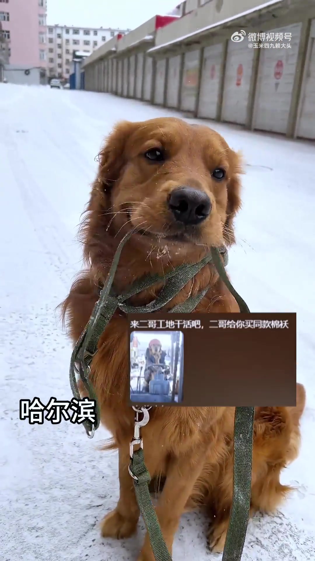 南方小狗来北方后的反应