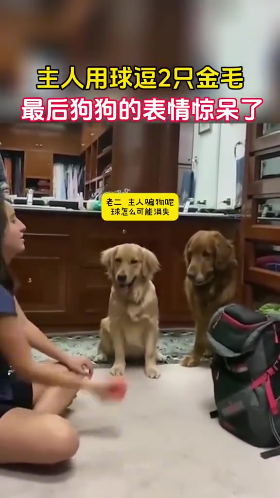 狗狗被主人逗得不行，金毛的智慧真是个谜