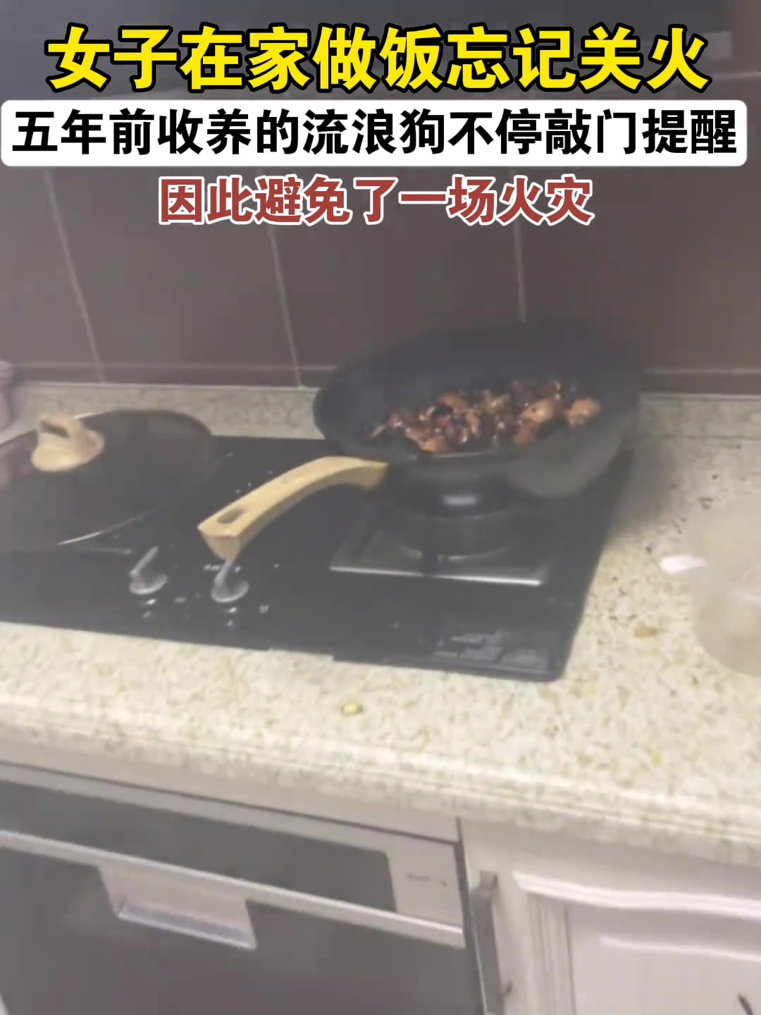 狗狗：我为这家真是操碎了心！