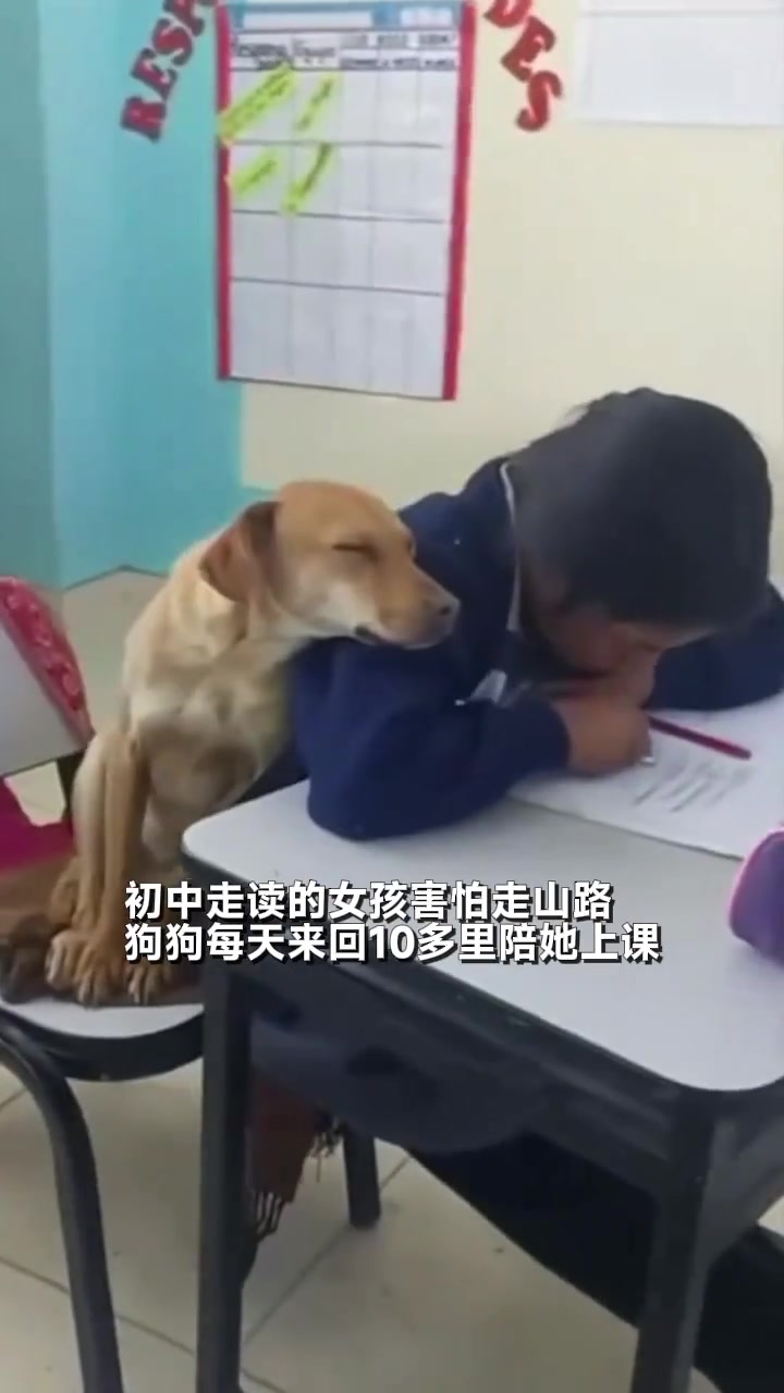 狗狗每天陪女孩走10多里的山路上学！