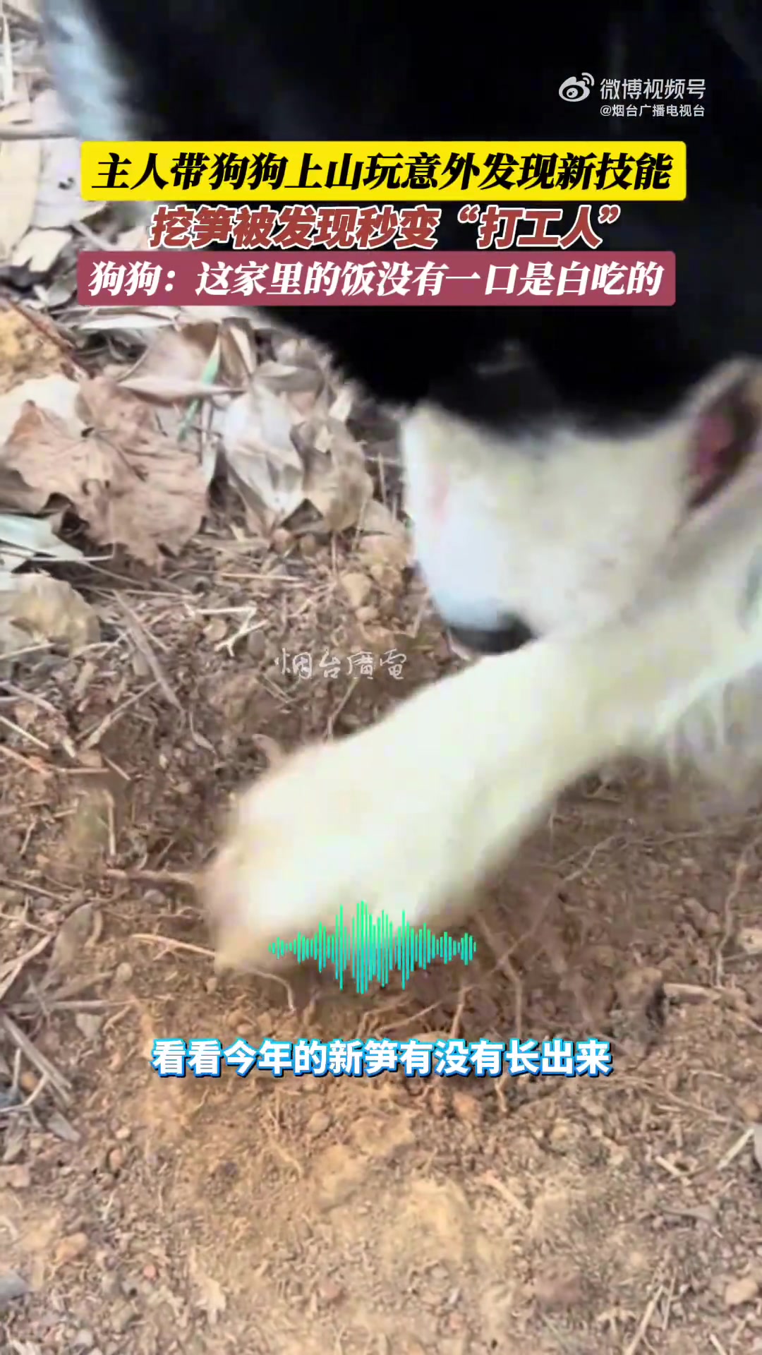主人带狗狗上山玩意外发现新技能，挖笋被发现秒变“打工人”