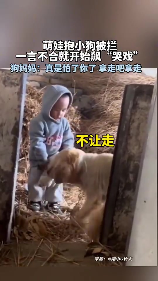 萌娃抱小狗被拦着，直接放声大哭