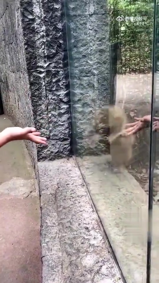 猴子目睹人类魔术，惊愕不已