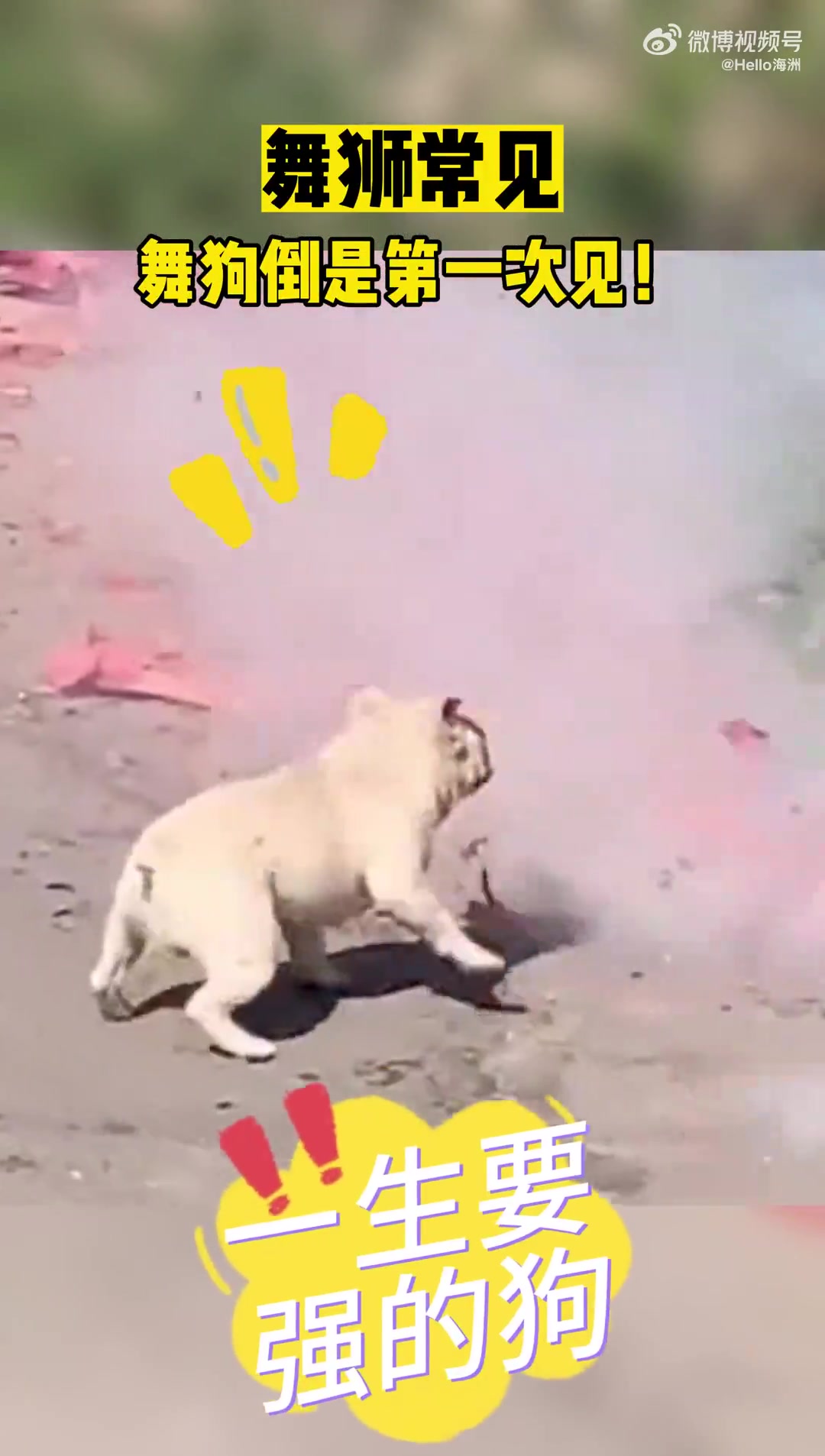 舞狮常见舞狗倒是第一次见