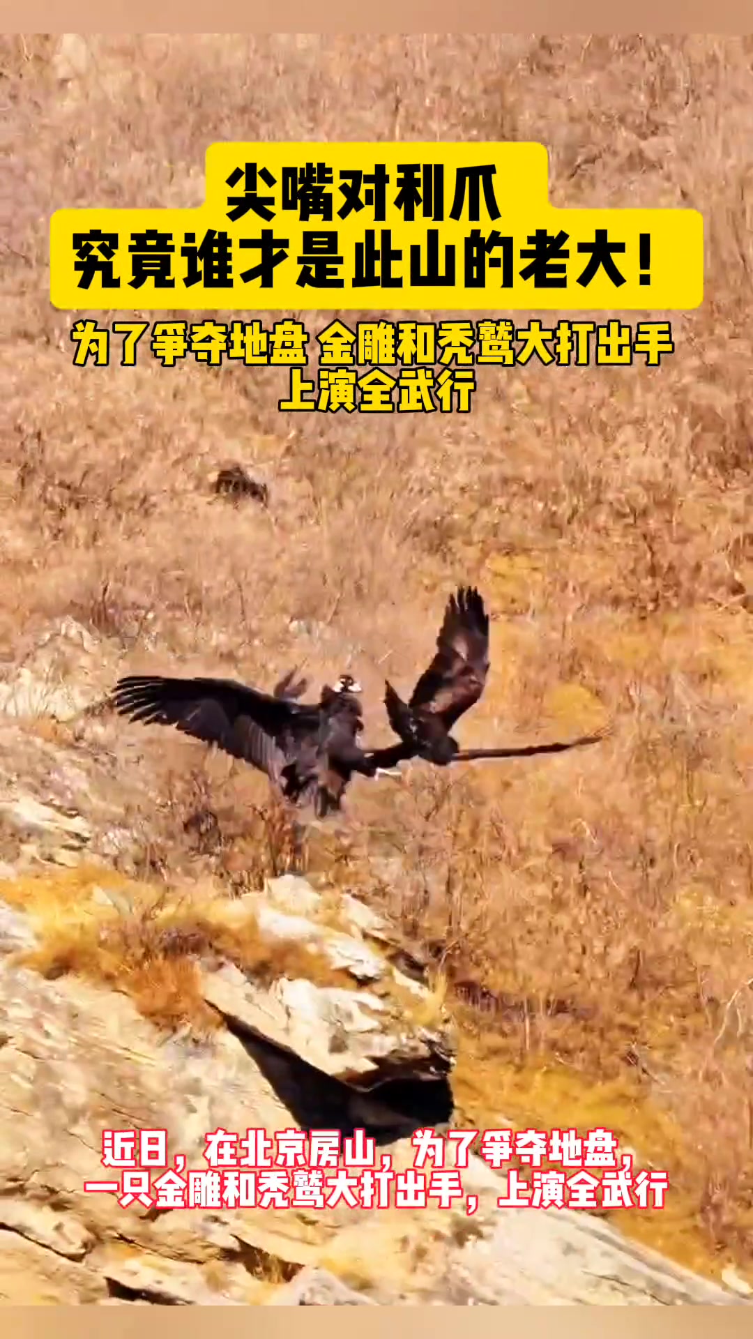 为了争夺地盘，金雕和秃鹫大打出手