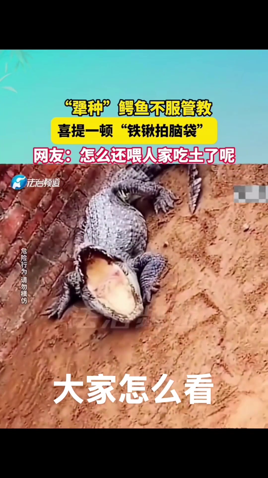 犟种鳄鱼不服管教喜提一顿铁锹拍脑袋