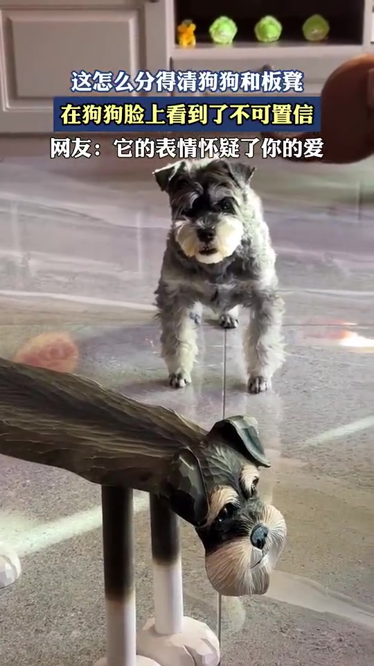 这怎么分得清狗狗和板凳，在狗狗脸上看到了不可置信