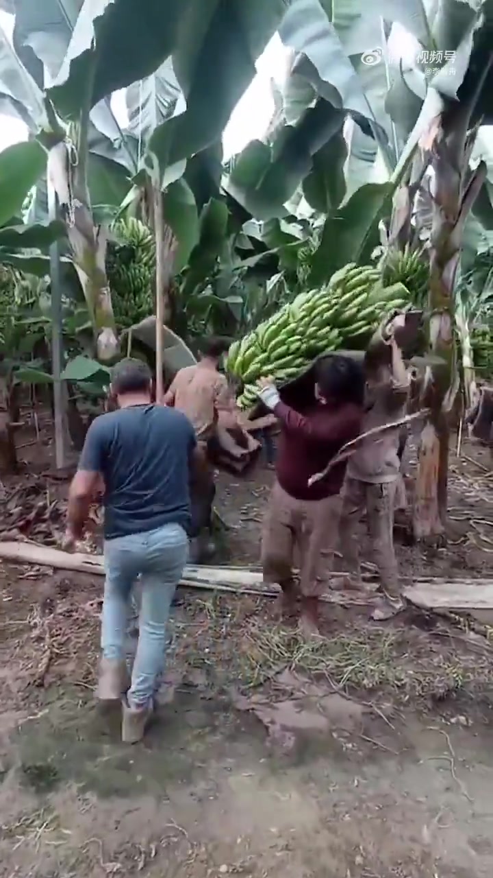 蕉农是这样收割香蕉的