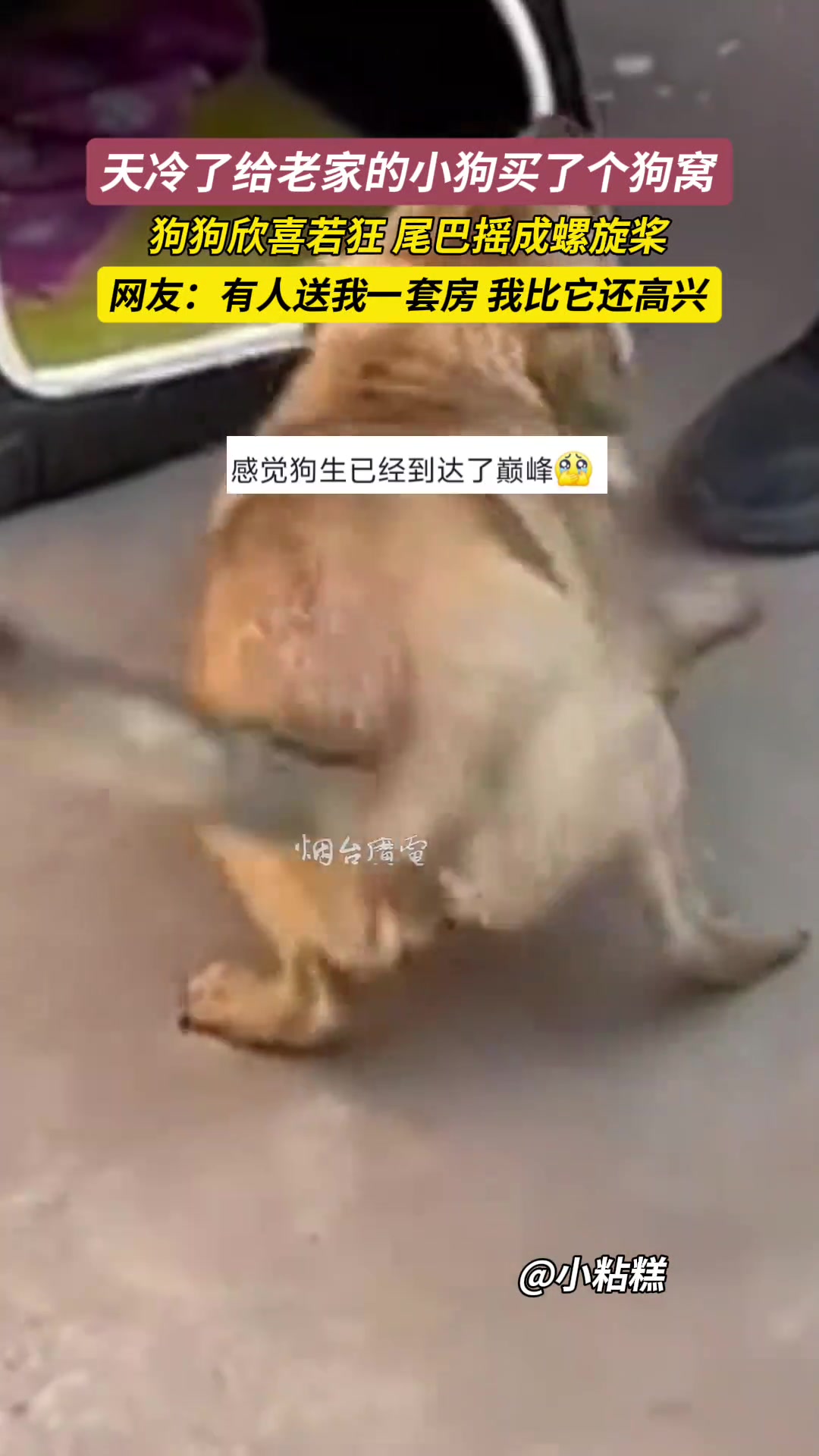 给老家的小狗买了个狗窝狗狗欣喜若狂，尾巴摇成螺旋桨