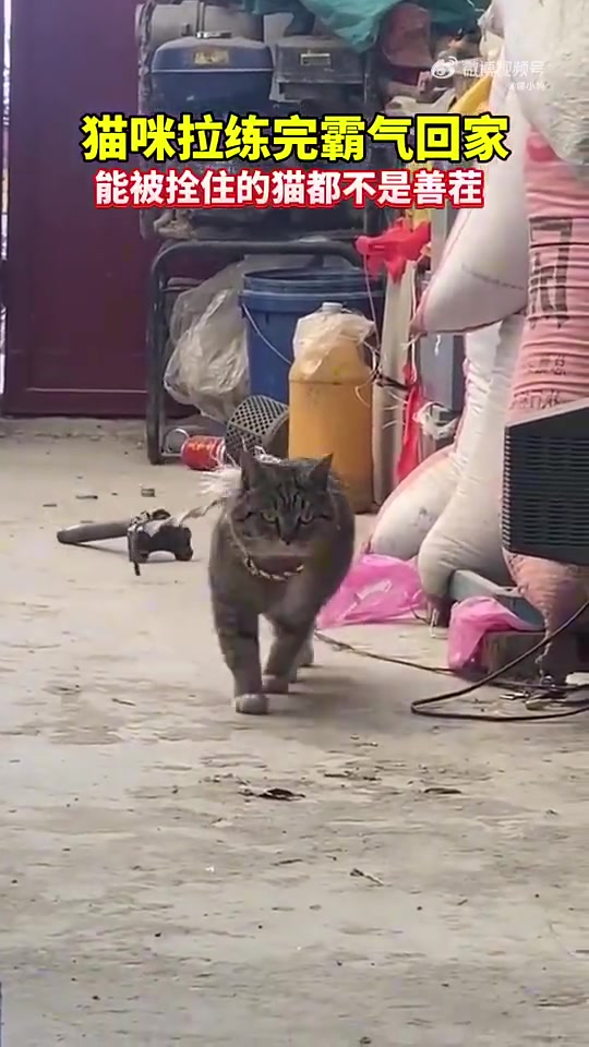 猫咪拉练完霸气回家能被拴住的猫都不是善茬