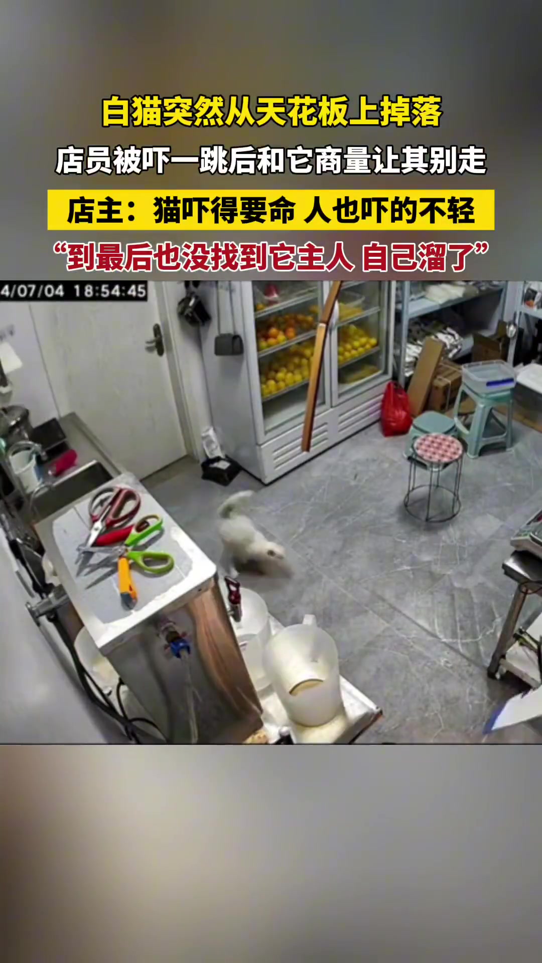 白猫忽然从天花板坠落，店员受到惊吓后与它商讨，希望它不要离开