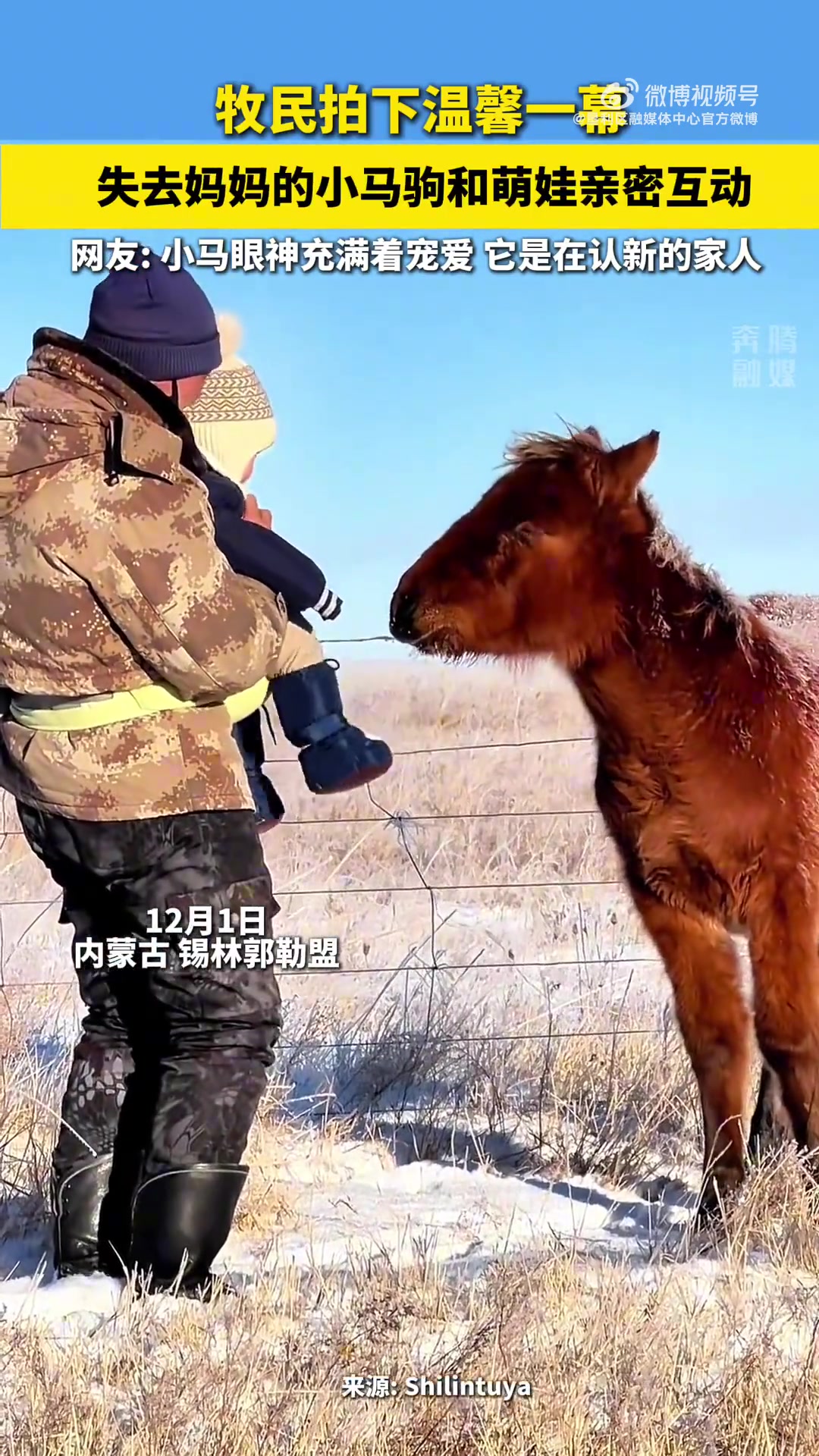 牧民拍下温馨一幕失去妈妈的小马驹和萌娃亲密互动！