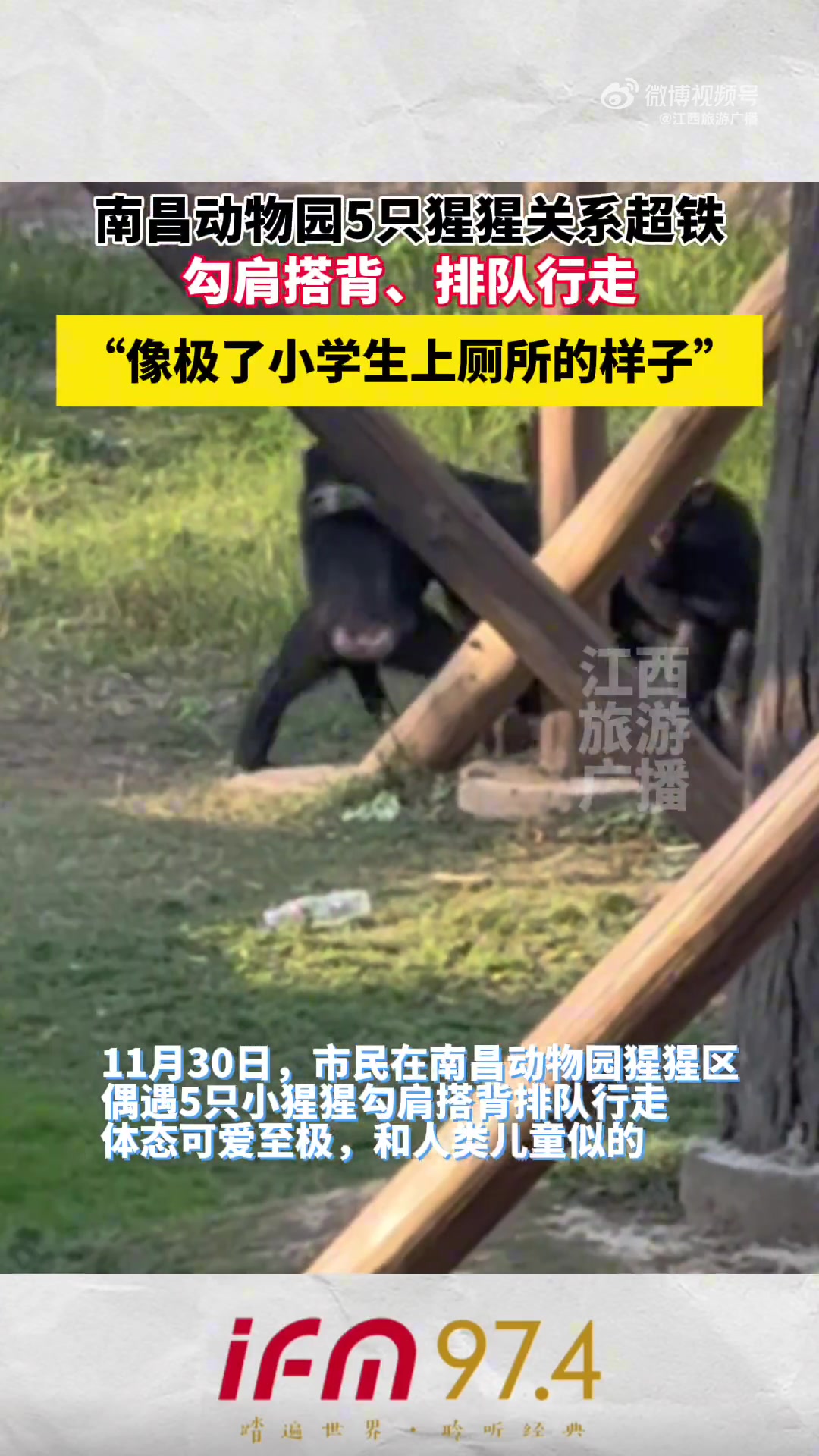 南昌动物园5只猩猩关系超铁