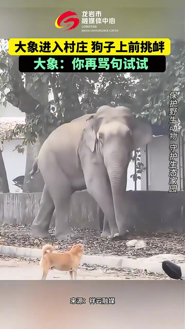 小狗给大象骂红温了
