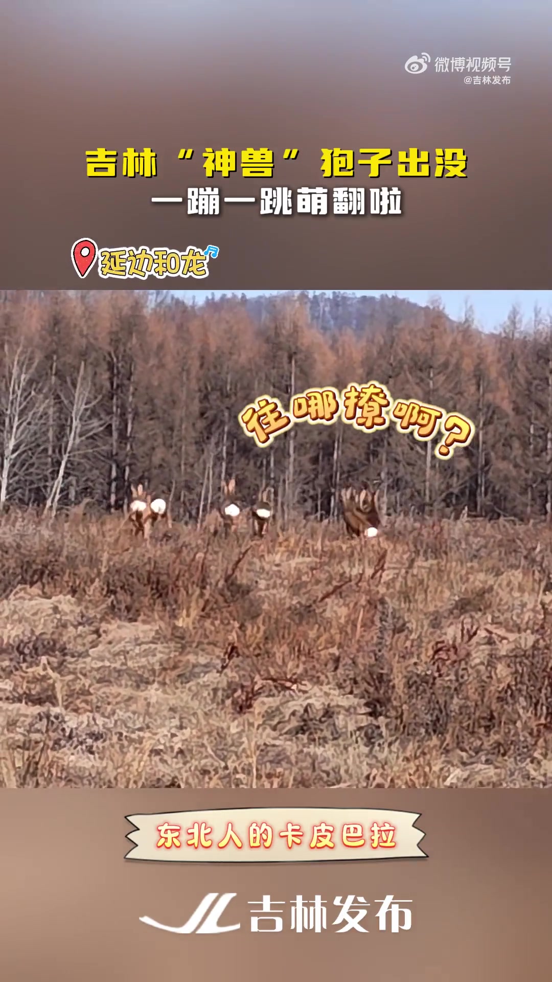 吉林“神兽”狍子出没，一蹦一跳萌翻啦
