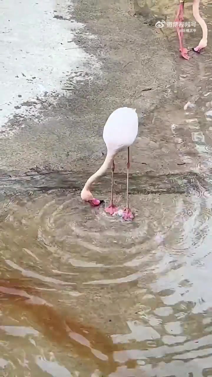 火烈鸟的迷惑行为，这是在干嘛
