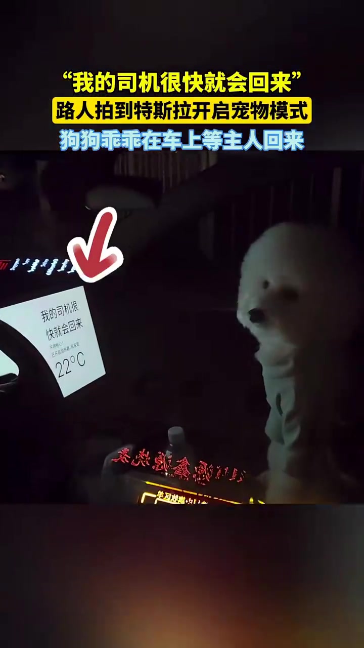 路人拍到特斯拉开启宠物模式，狗狗乖乖在车上等主人回来