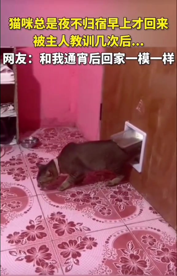 假装一整晚都睡在原地，还伸了个懒腰