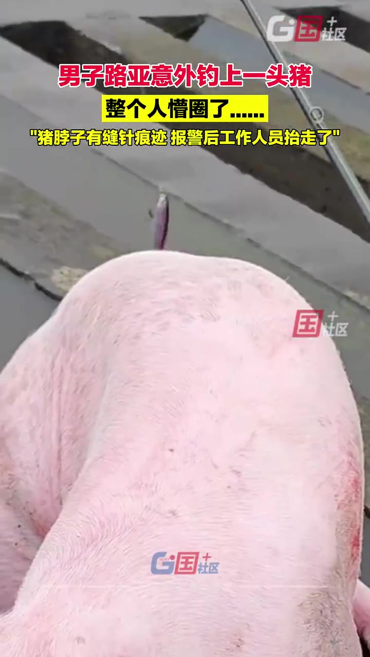 男子路亚意外钓上一头猪，整个人懵圈了：发现猪脖子有缝针痕迹