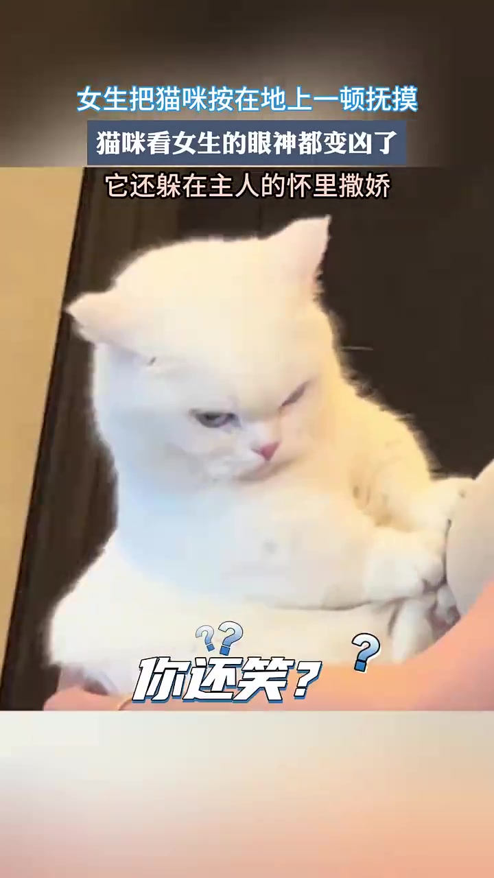 强撸灰飞烟灭！猫咪看女生的眼神都变凶了！