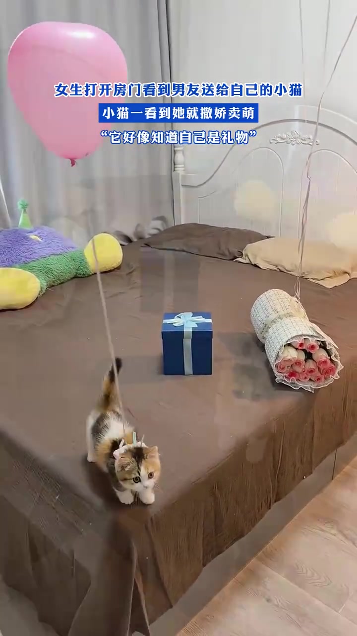 女生打开房门看到男友送给自己的小猫，小猫一看到她就撒娇卖萌