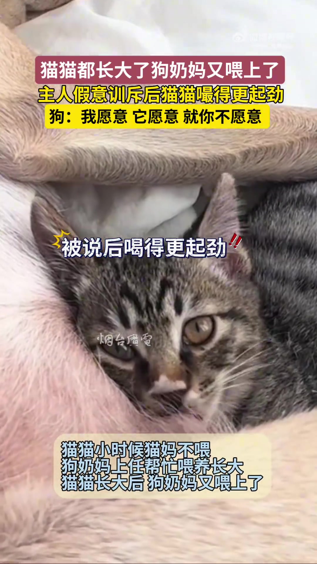 猫猫长大后狗奶妈又喂上了，狗：有奶就是娘！