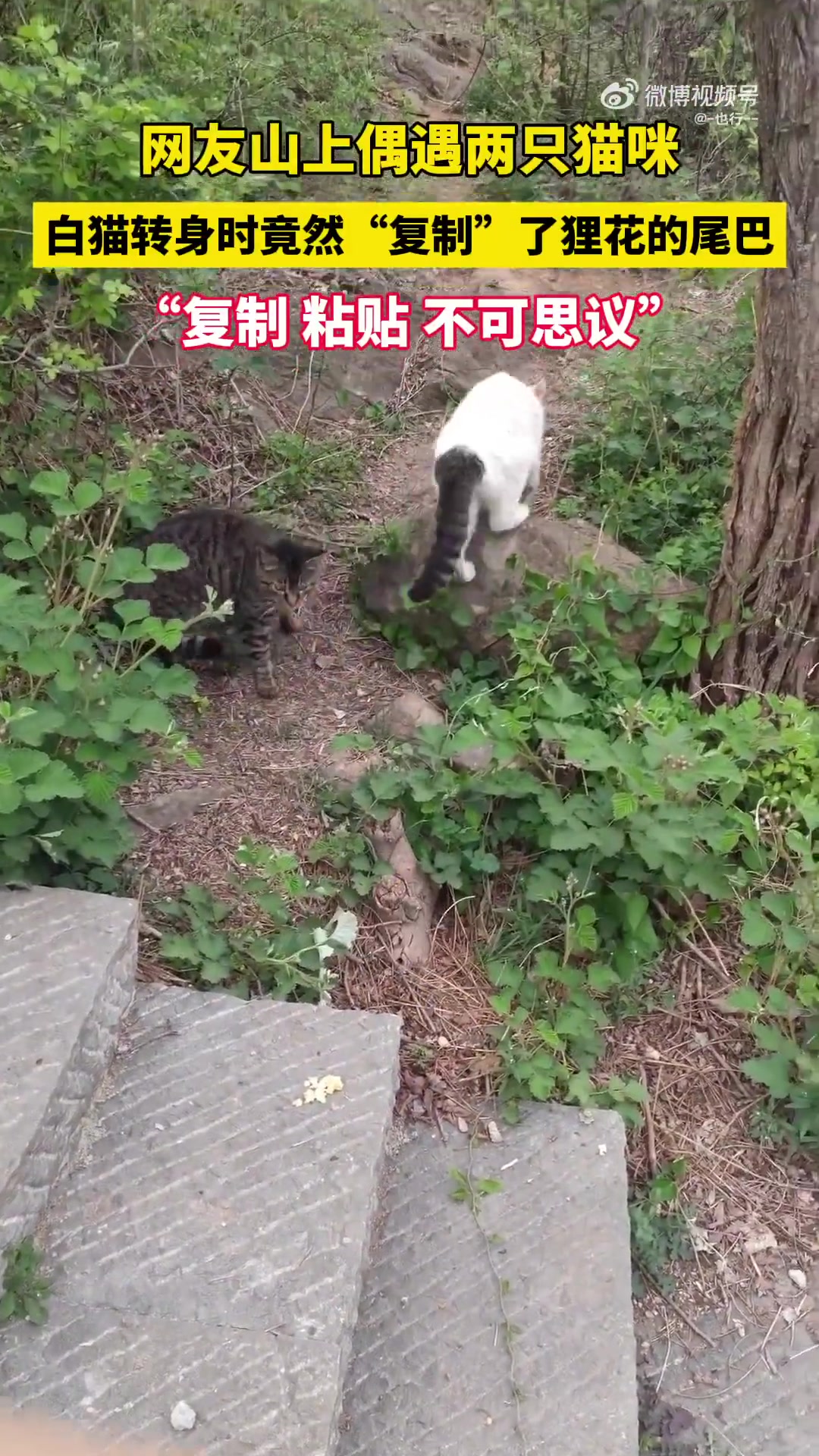 网友山上见两猫嬉戏，白猫走时顺走狸花尾巴