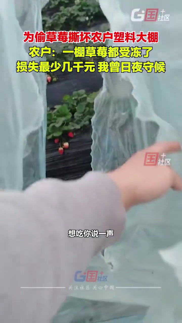 偷草莓撕坏大棚，农户：想吃送你，一棚草莓受冻