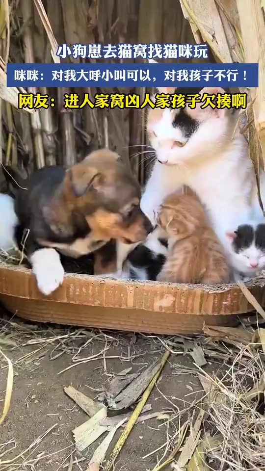 小狗崽去猫窝玩，咪咪凶它进窝凶崽欠揍！