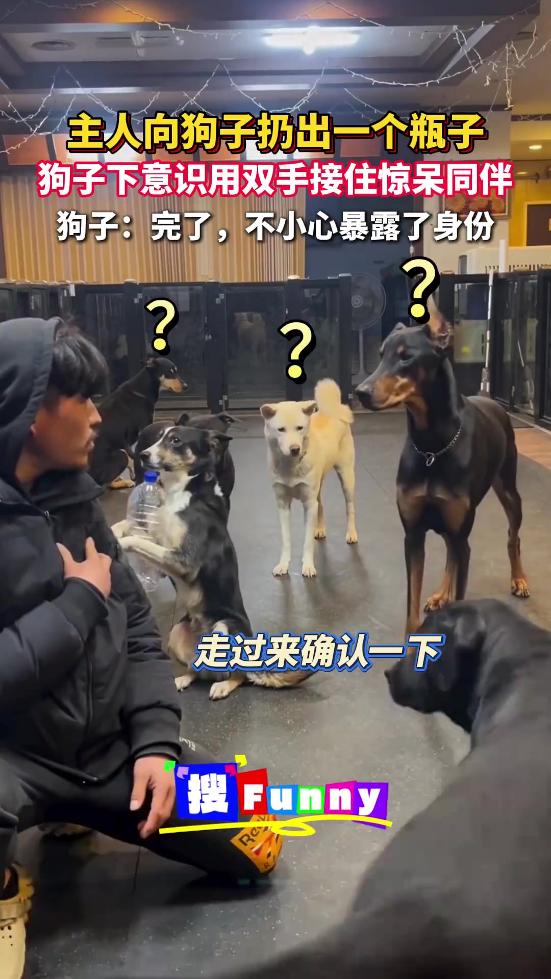 主人扔瓶，狗子双手接住，惊同伴：暴露汪汪特工身份