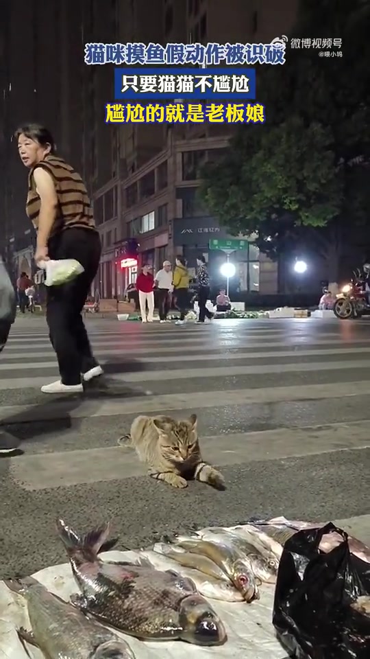 猫咪摸鱼假动作被识破，网友：猫咪不尴尬尴尬的就是老板娘