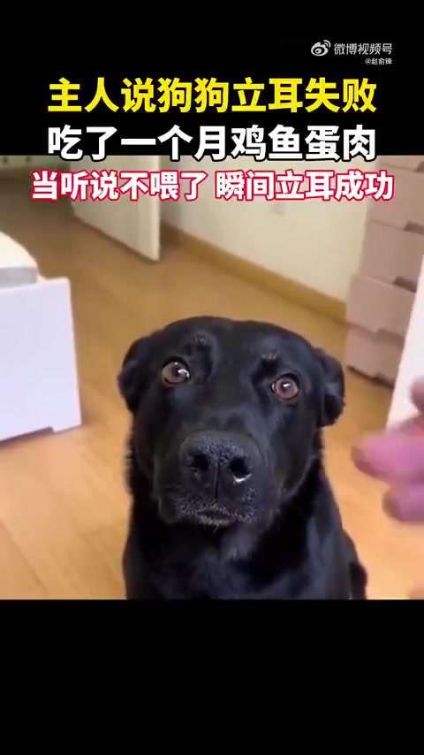 主人说狗狗立耳失败，喂肉月余，听说不喂瞬间立耳