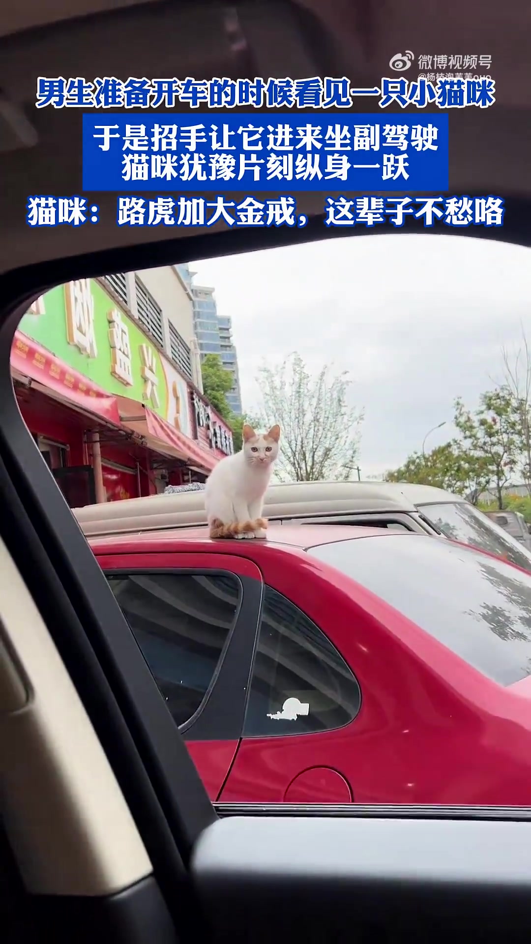 猫咪一跳实现阶层跨越
