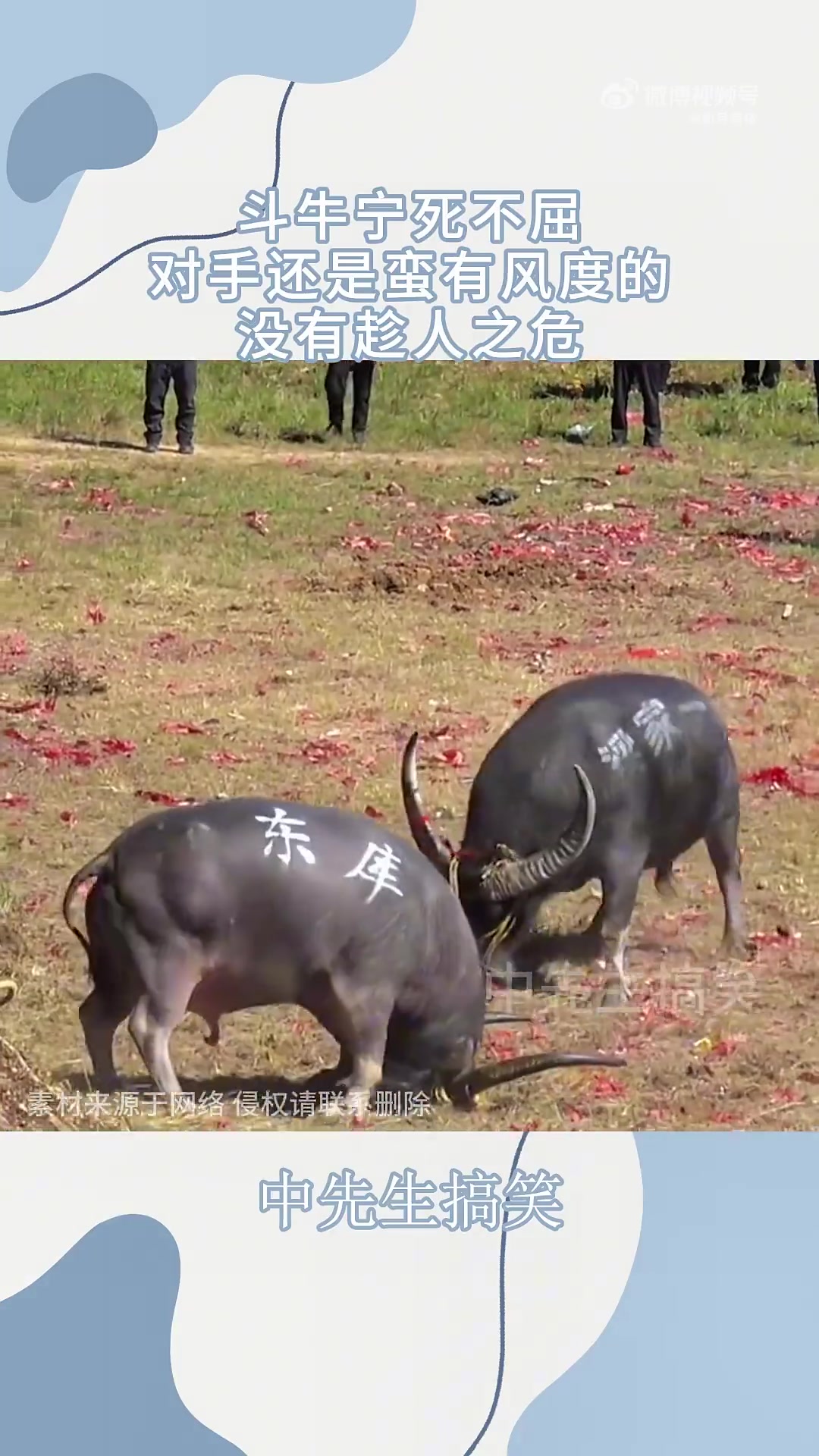 斗牛宁死不屈，对手还是蛮有风度的，没有趁人之危！