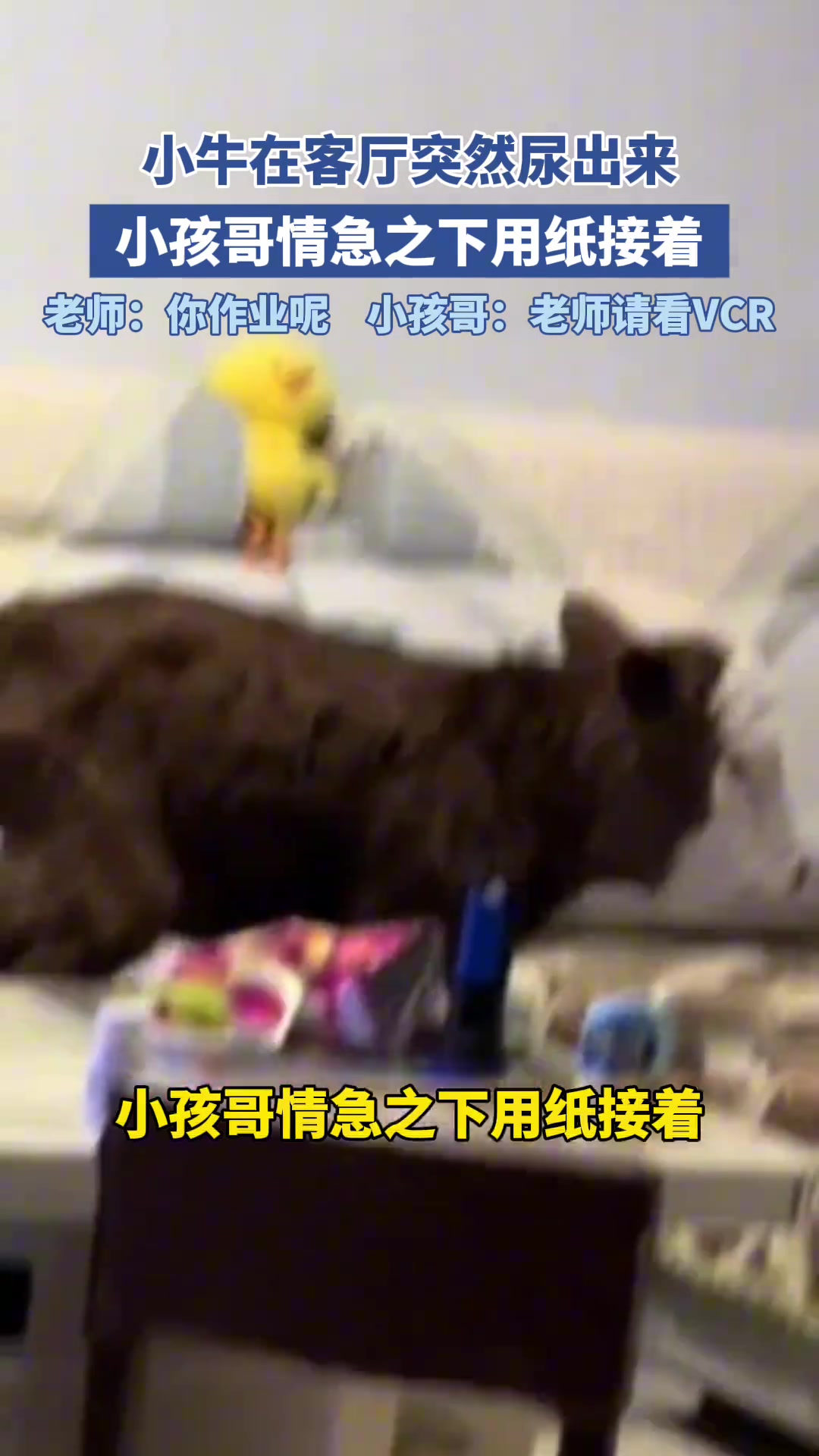 小牛在客厅突然尿出来，小孩哥情急之下用纸接着