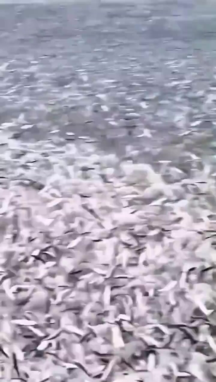 海上一个大浪鱼群就被海浪推上岸了沙滩上都是鱼抓不完跟本抓不完