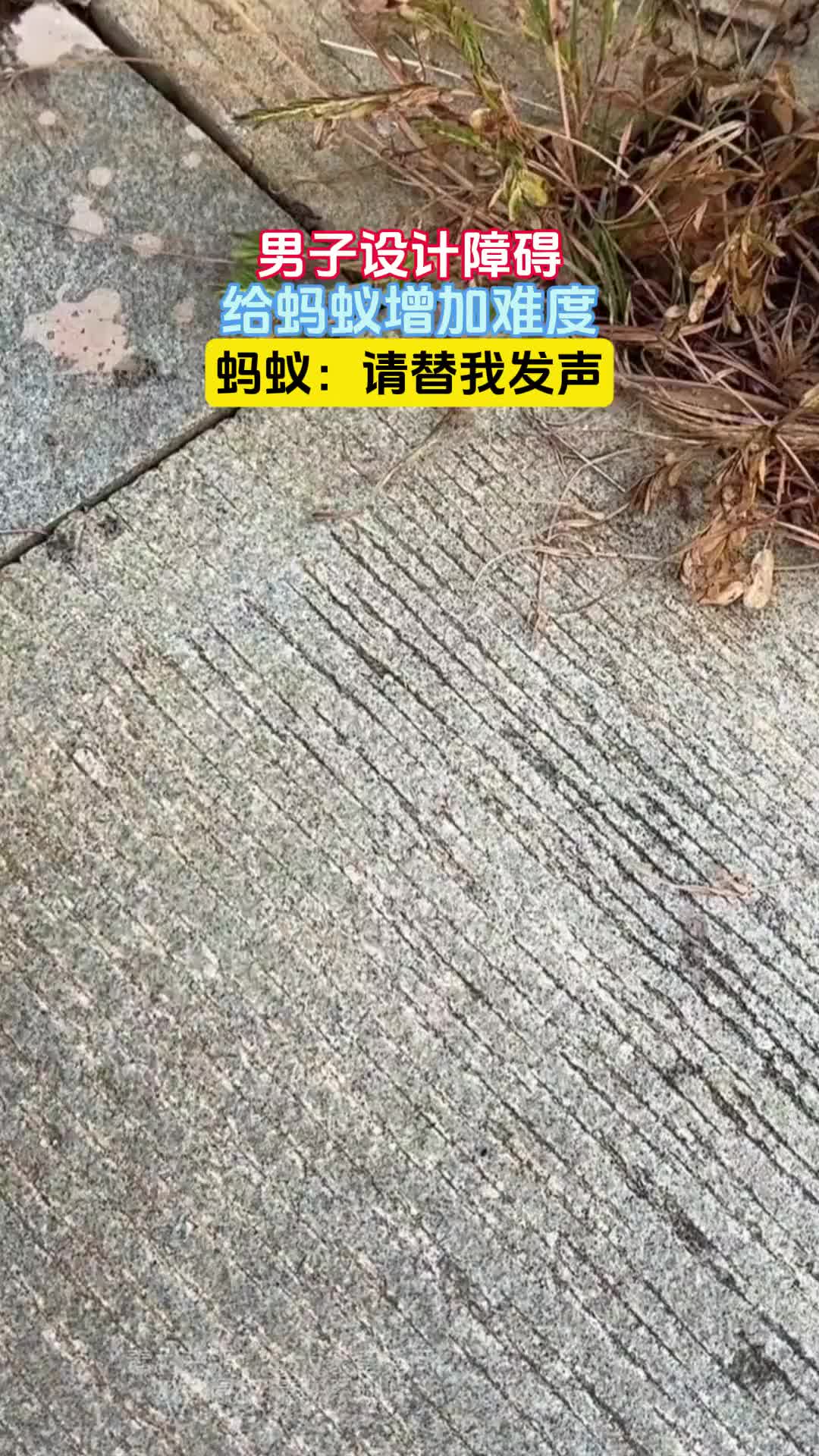 男子设计障碍，给蚂蚁增加难度，蚂蚁：请替我发声
