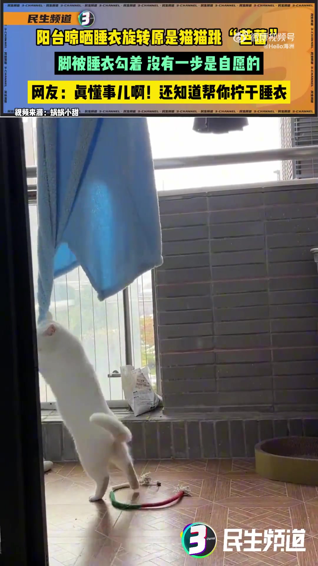 阳台晾晒睡衣旋转原是猫猫跳“芭蕾”，没有一步是自愿的