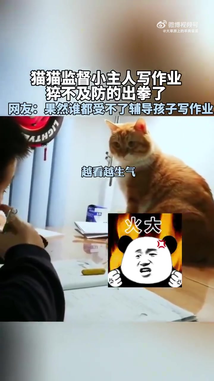 猫猫监督小主人写作业，猝不及防的出拳了！