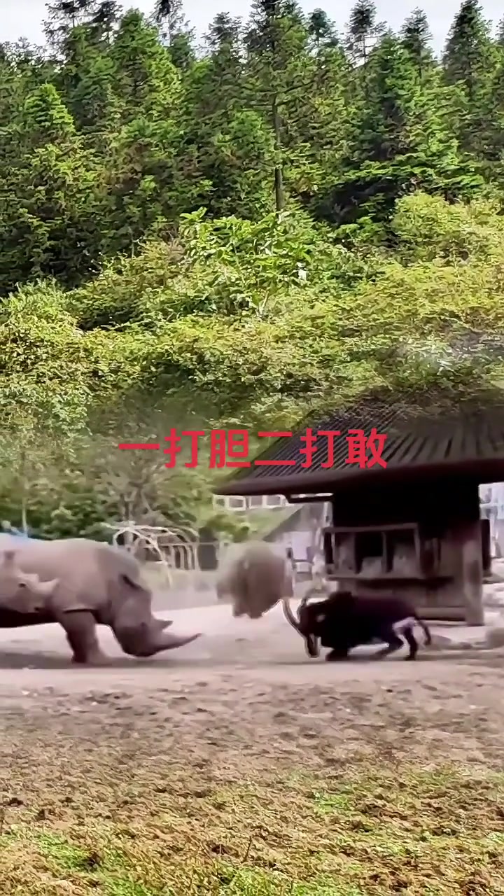 犀牛：我这角可比你的值钱多了