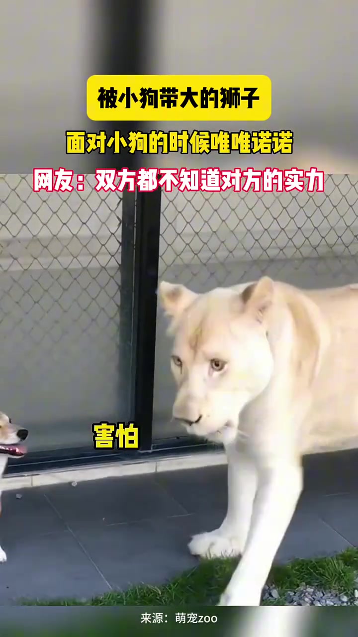 狗子带大的，那辈分在那摆着呢
