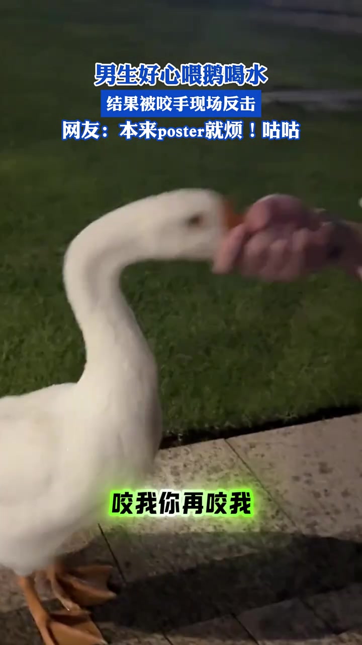 男生好心喂鹅喝水，结果被咬手现场反击