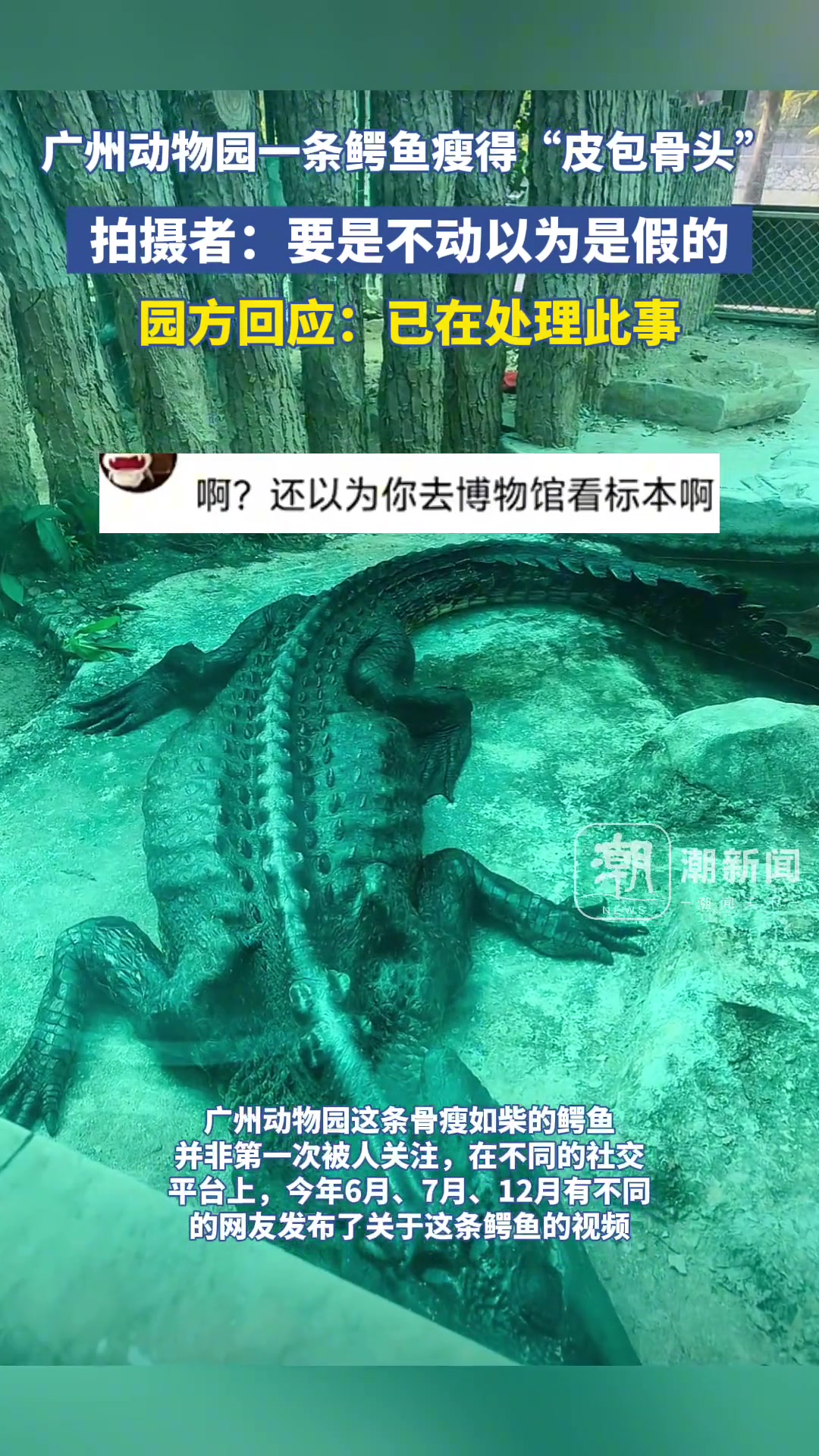 广州动物园一条鳄鱼瘦得“皮包骨头”园方回应：已在处理此事