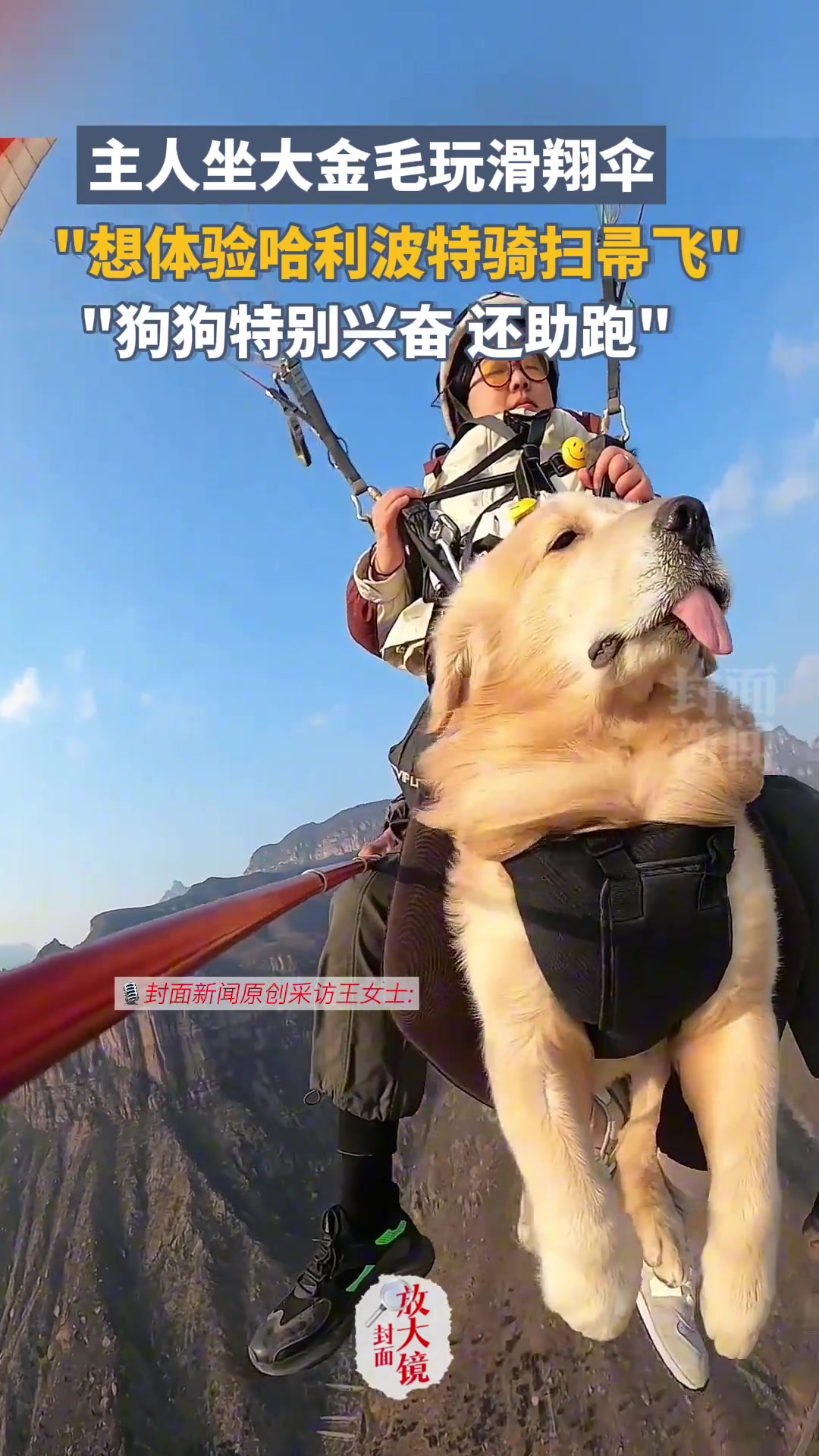 主人坐大金毛玩滑翔伞想体验哈利波特骑着扫帚飞的感觉