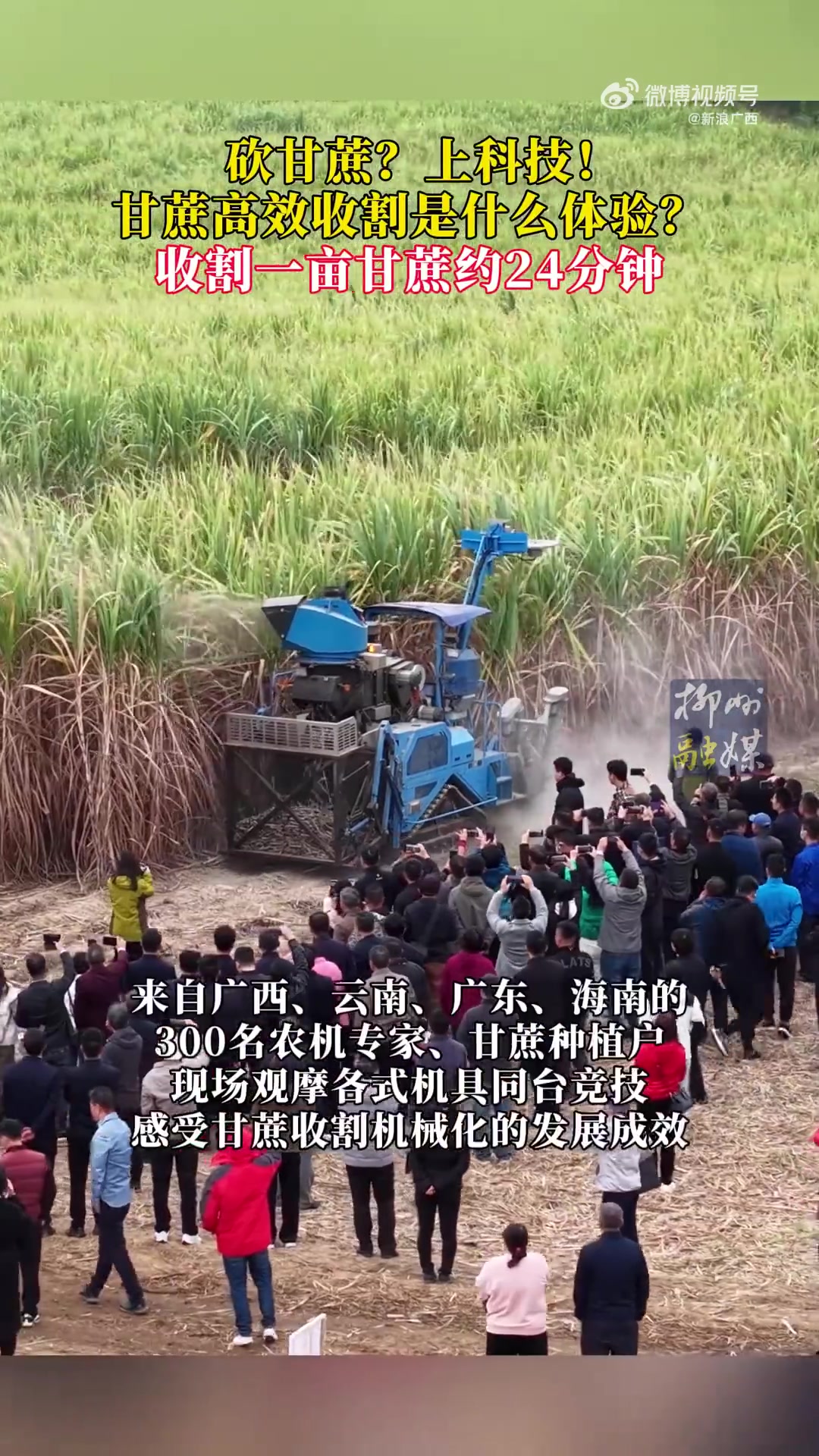 广西砍甘蔗也能上科技了：甘蔗实现高效收割是一种什么体验