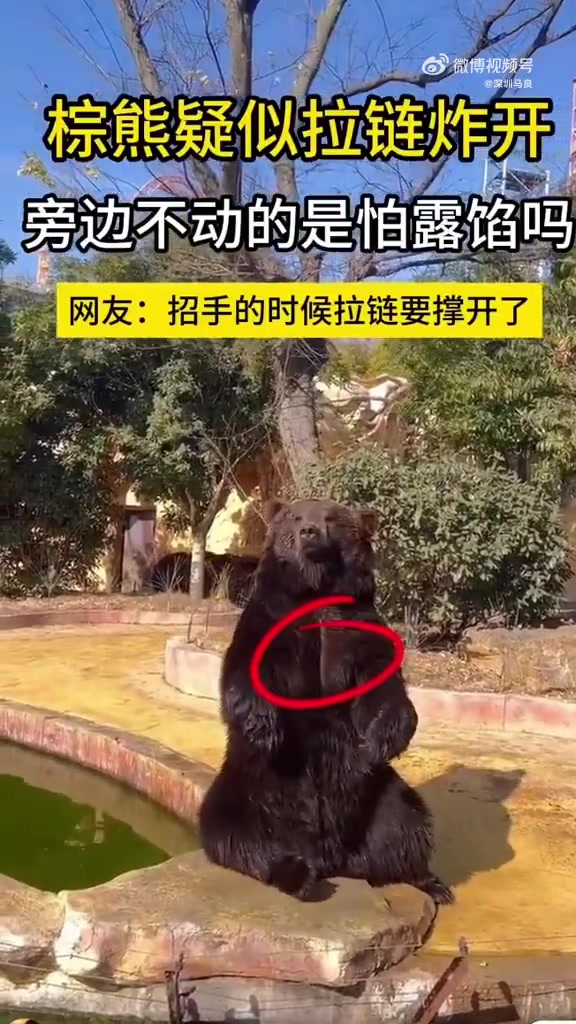 你觉得是真的棕熊，还是人假扮的