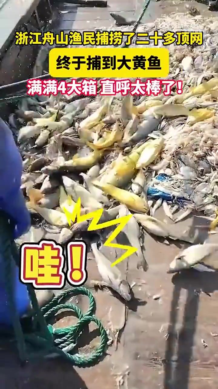 舟山的海里有“黄金”鱼
