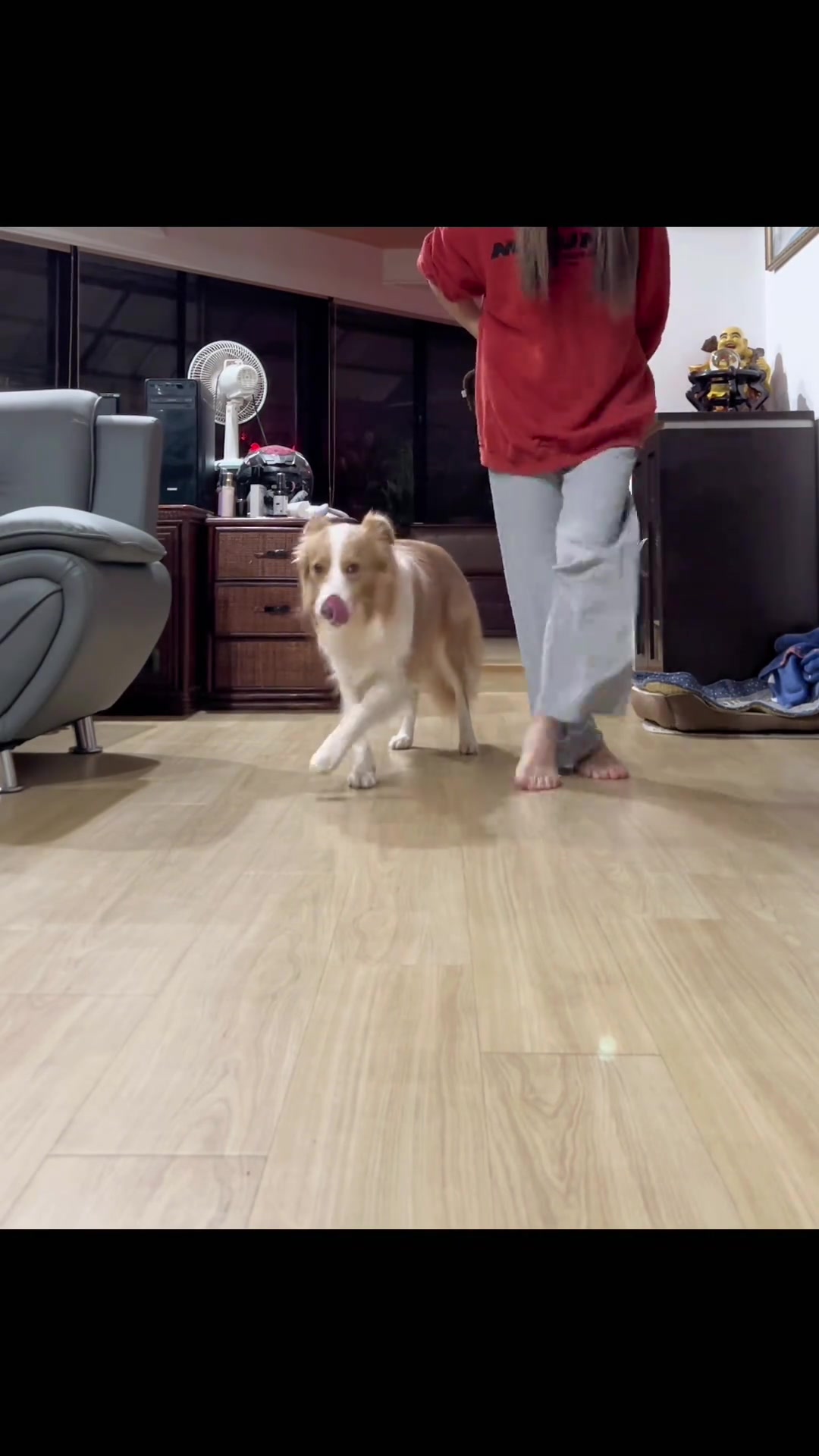 狗子成精了，竟然会“先秦淑女步”